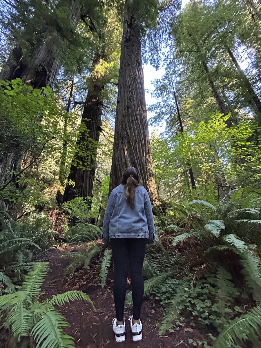 Day Thirteen of our West Coast Road Trip: World’s Tallest Trees in Redwood National Park